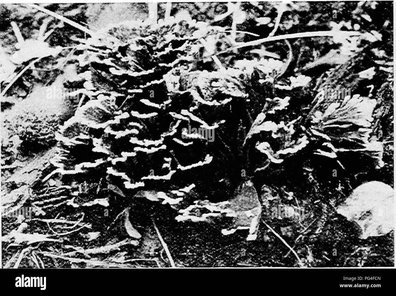 . Minnesota plant diseases. Plant diseases. 172 Minnesota Plant Diseases. and not a few timber diseases can be traced to this group. Most forms are, however, saprophytes. The common smothering- fungus which is found at the base of young shrubs and trees is a smooth-shelf fungus. (Figs. 81, 82, 117, 118.) Club fungi {Clavariacea). As the common name implies, these fungi have club-shaped fruiting bodies. The club in some forms is single and thus simple. In other forms it may be branched and the most common of our club fungi are very abundantly branched thus forming dense tufts. The palisade surf Stock Photo