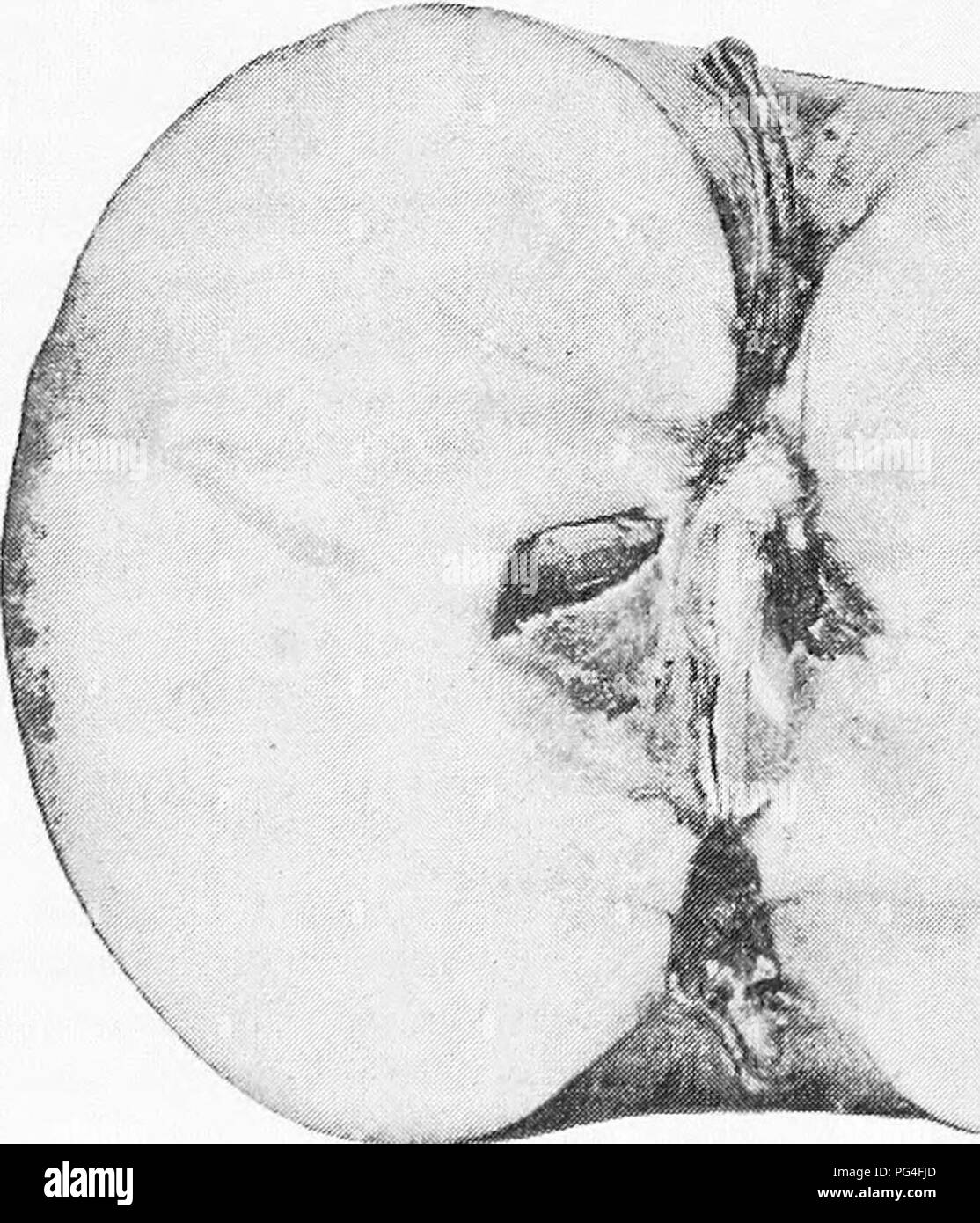 . The fruits of Ontario. Fruit-culture. Duchess. Section of Duchess with'ibright red stripes, splashes and numerous russety dots ; stalk slend- er, three-quarters of an inch long, set in a deep funnel-shaped cavity; calyx long, closed, in a deep broad plaited basin. Flesh : greeni.h, turn- ing yellowish white at ma- turity ; texture fine, firm and juicy ; flavor brisk, refreshinix acid. Quality : dessert fair, cooking good. V.-VLUE .• first class of its season for home mar- ket. Season :; August and September. Adaptation : general. Succeeds fairly well wherever apples are grown in the Province Stock Photo