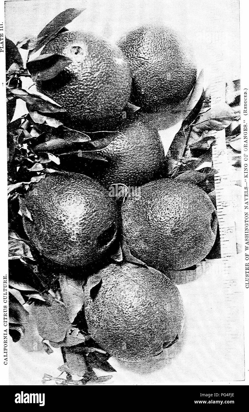 Lemon Types California This guide focuses on the cultivation of citrus fruits in California ...