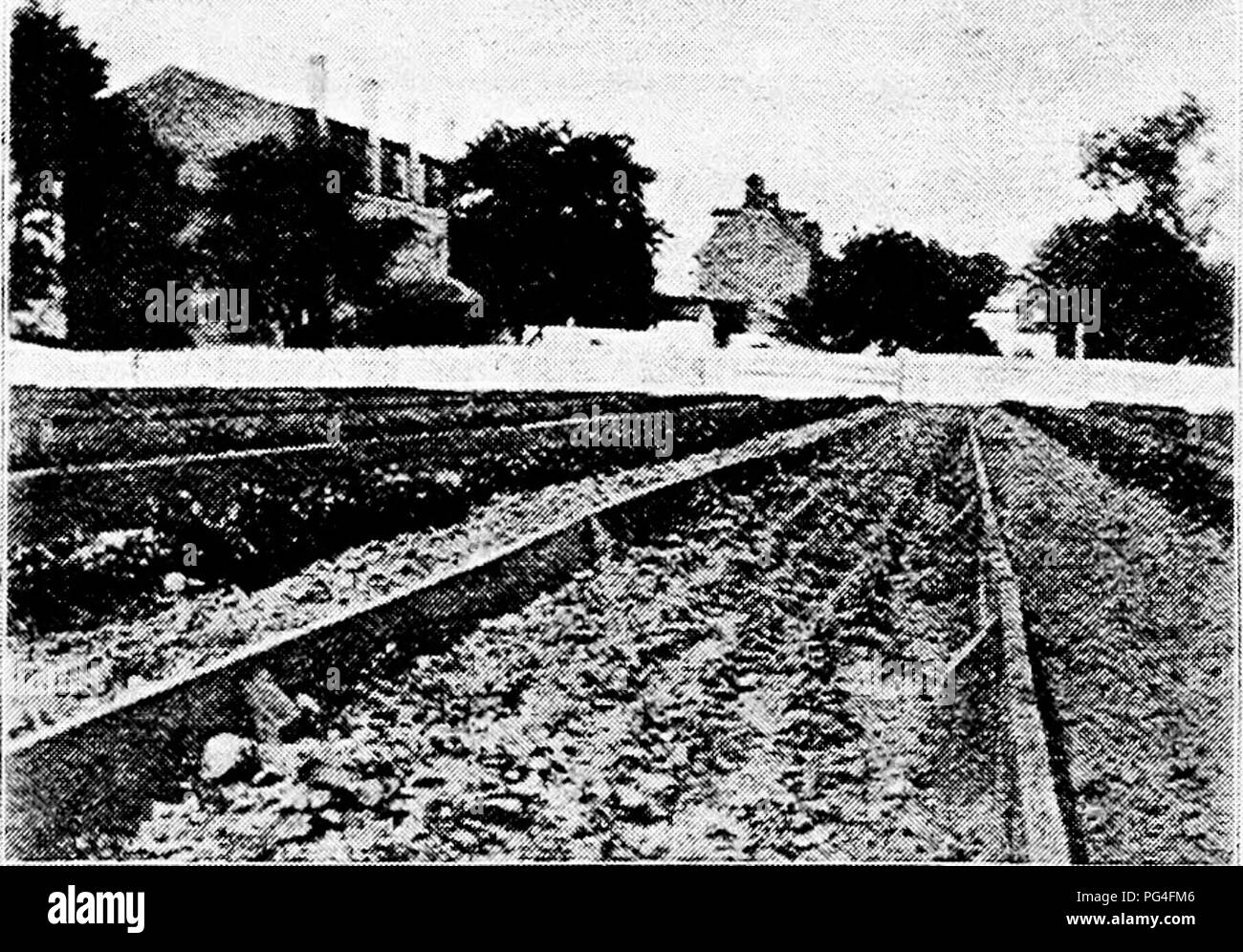 . Dreer's vegetables under glass : a little handbook telling how to till the soil during twelve months of the year. Vegetables; Cold-frames. 12 dreer's vegetables under glass. In private gardens a more elaborate frame or '' box '' is usually made. In addition to the four boards absolutely demanded for the sides and ends a six-foot board is cut diag- onally, and used upon the sides, with a six-inch strip across the top. This provides for a six-inch pitch to the glass. The same frame, made deeper, is used for amateur hot beds. The market gardener, operating on a large scale, constructs his &quot Stock Photo