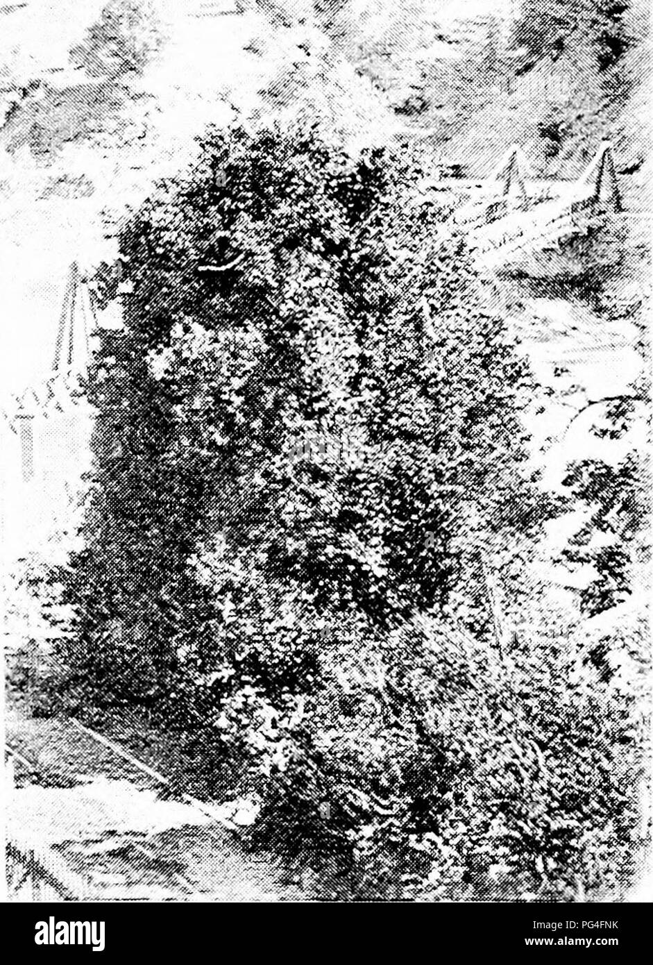 Large Scale Horticulture Black And White Stock Photos Images Alamy large-scale-horticulture-black-and-white-stock-photos-images-alamy