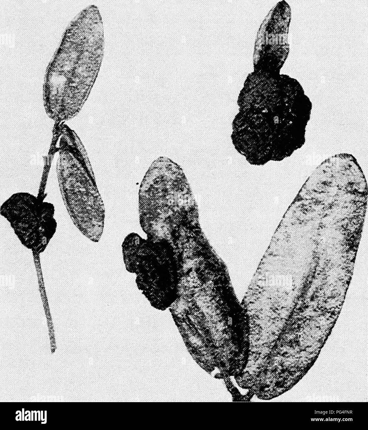. Minnesota plant diseases. Plant diseases. Minnesota Plant Diseases. 83 (b) Many rusts have remarkable powers of stimulation, not only in their influence on size but also in the age of parts. Al- though a host plant may bear the load of such a parasite the fungus may still stimulate it sufificiently to enable it to maintain its normal age relationships so that the fungus and host may live together for years. In the darnel grass lives a smut-hke fungus which is parasitic and which infects the embryo in the seed before the latter is ripe, and thus this fungus lives on from year to year in- fect Stock Photo