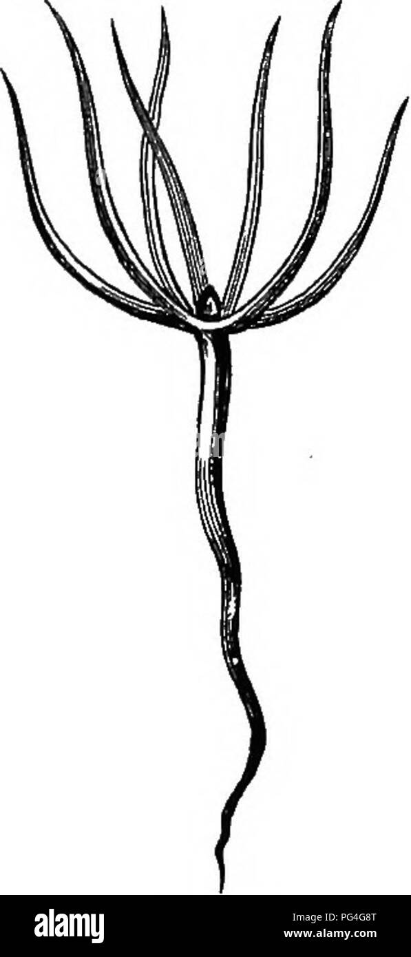 The Propagation Of Plants Giving The Principles Which Govern The Development And Growth Of Plants Their Botanical Affinities And Peculiar Properties Also Descriptions Of The Process By Which Varieties And The Propagation Of Plants Giving The Principles Which Govern The Development And Growth Of Plants Their Botanical Affinities And Peculiar Properties Also Descriptions Of The Process By Which Varieties And