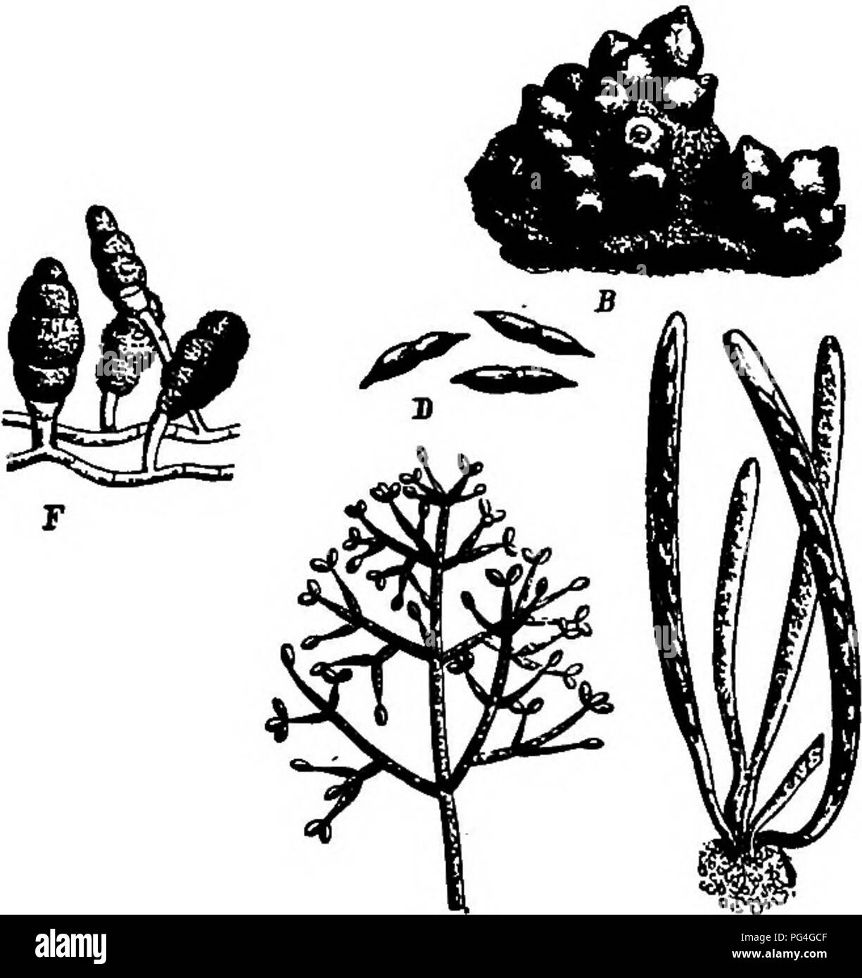 . The fungi which cause plant disease . Plant diseases; Fungi. 200 THE FUNGI WHICH CAUSE PLANT DISEASE Hypomyces Fries (p. 197) Stroma an effused cottony subicnlvun, often of considerable extent; perithecia numerous, usually thickly scattered and im- mersed in the subiculum, rarely superficial; asci cylindric, 8-spored; spores fusoid or fusiform, usually apiculate, rarely blunt, 2-celled, hyaline; conidial phase variable. This genus of some forty species contains but few &gt; saprophytes, the majority being parasitic, chiefly on the larger fimgi. The genus is of economic interest only as affec Stock Photo