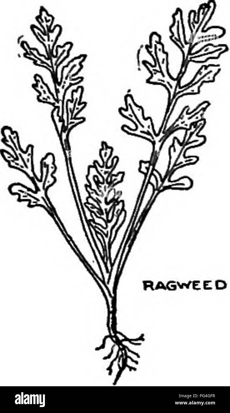 Ragweed Book
