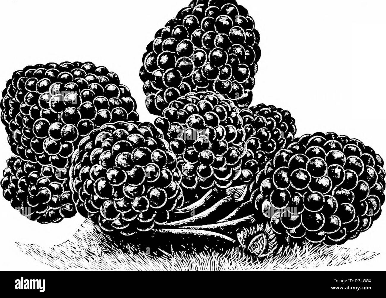 Raspberry varieties Black and White Stock Photos & Images - Alamy