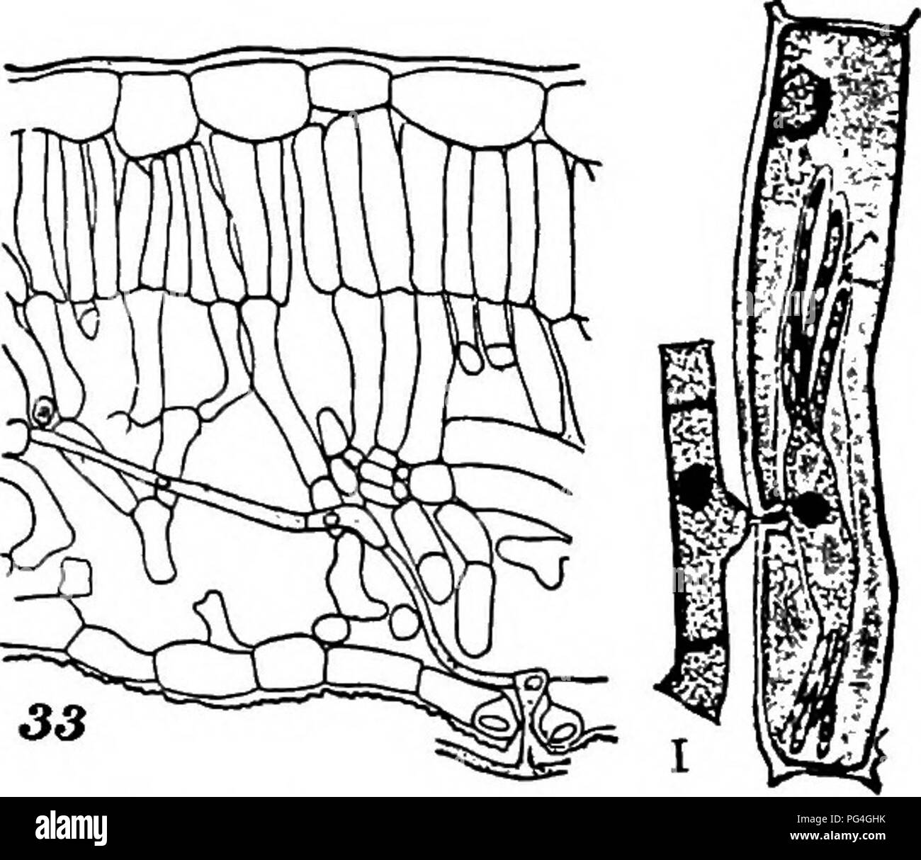 . The fungi which cause plant disease . Plant diseases; Fungi. THE FUNGI WHICH CAUSE PLANT DISEASE 171. Fig. 122.â^I, E. graminis, showing branching haustoria. 33, Phyllactinia, intercellular hyphs. After Smith. Erysiphaceae (p. 170) &quot;â &quot;â¢ &quot;â¢&quot; This family on account of its abundance everywhere, its sim- plicity of structure, and its possession of typical ascigerous and conidial stages forms a favorite type for introductory study of the Ascomycetes. Its members are easy of recognition, form- ing a coating of white conidia, conidiophores and mycelium upon the surface of its Stock Photo