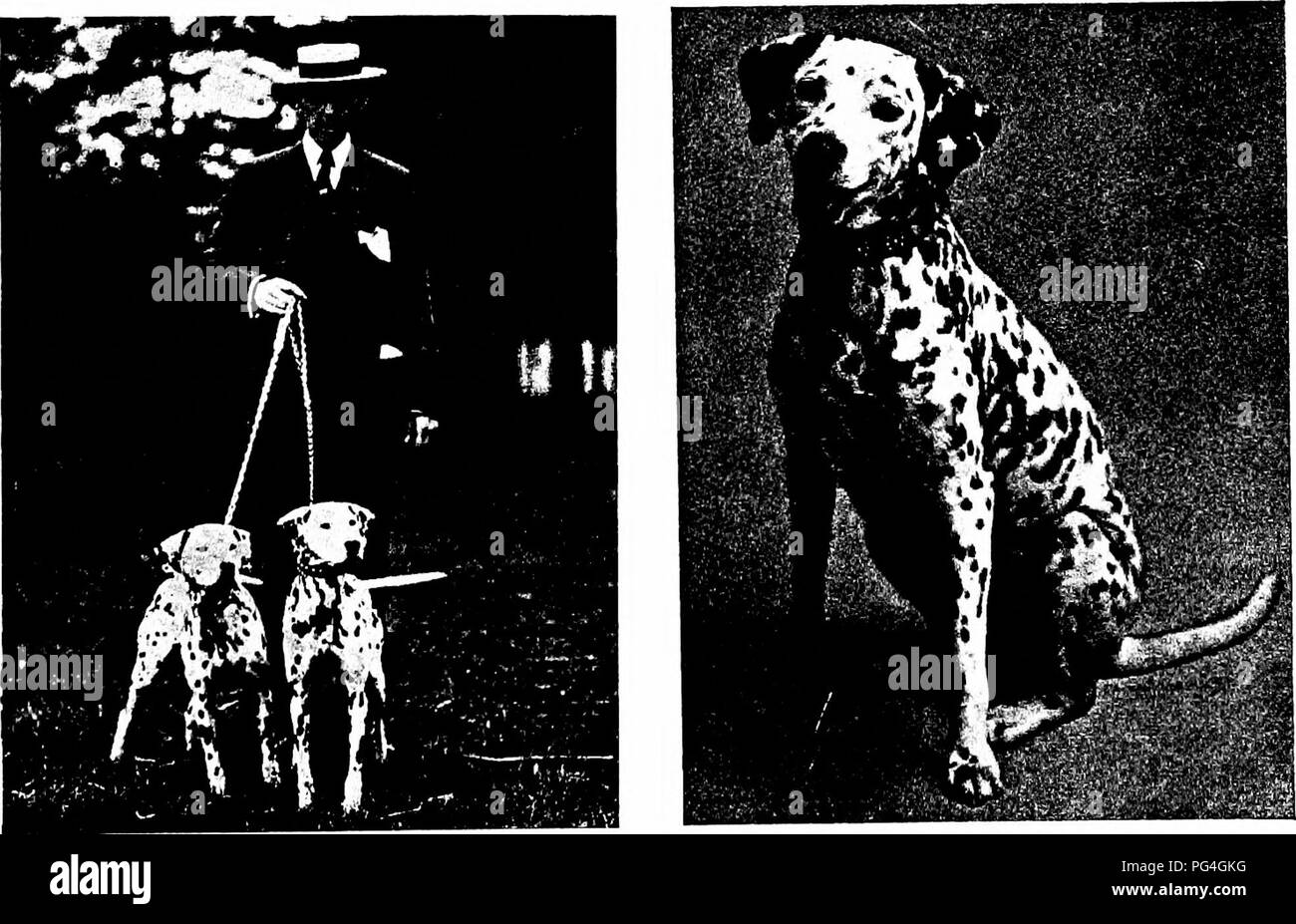 kennels at columbus