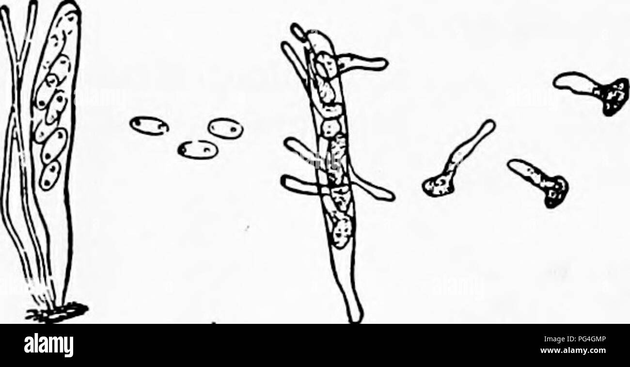 . The fungi which cause plant disease . Plant diseases; Fungi. 148 THE FUNGI WHICH CAUSE PLANT DISEASE. Fig. 104.—P. trifolii. Ascus and paraph- yses; germinating spores. After Ches- ter. spores hyaline, 10-14 fi long; paraphyses numerous, filiform. A Phyllosticta thought to be its conidial stage has been reported.*' On dead spots in leaves of alfalfa and black medick. P. trifolii (Bernh.) Fcl. This is closely related to, perhaps identical with, the last species. Sporonema (Sphaeronaema) phacidioides Desm. is supposed to be its conidial form. This co- nidial stage has not however, been observe Stock Photo