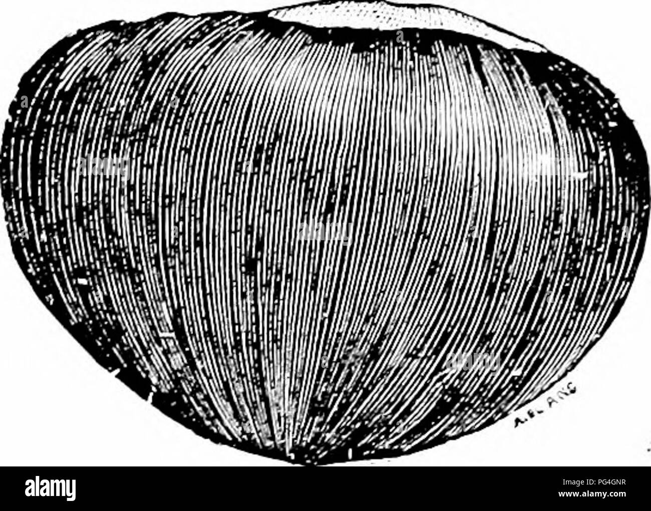 Dwyer's guide highlights the American Sweet Japan Giant Chestnut and Ridgley trees, focusing on their hardiness, productivity, and large nut size. These trees are praised for their excellent quality and are valuable to growers and nut producers. Stock Photo