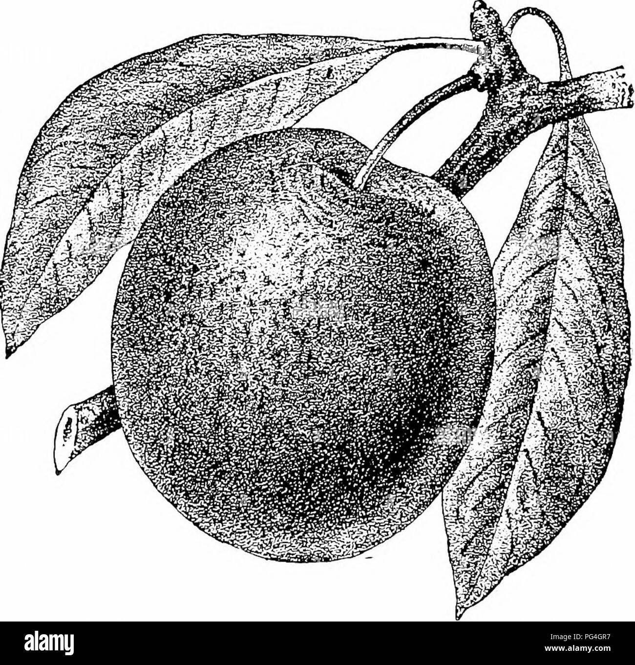 . Guide to hardy fruits and ornamentals . Fruit-culture. 36 DWYEES GUIDE. Plum. Long-cordate, or oblong pointed; flesh firm, deep amber yellow, clinging to the small pit. Of first quality. An excellent keeper. A cross of Burbank with Kelsey, Burbank furnishing the seed. Ripens middle of September. One of the best Plums in cultivation. PLUMS FOR PROFIT. The author has for several years fruited many varieties of the Japan Plums in a large way, having several hundred trees under cultivation. They have been a satisfactory and profitable crop at all times. Our profits from them have been as large a Stock Photo