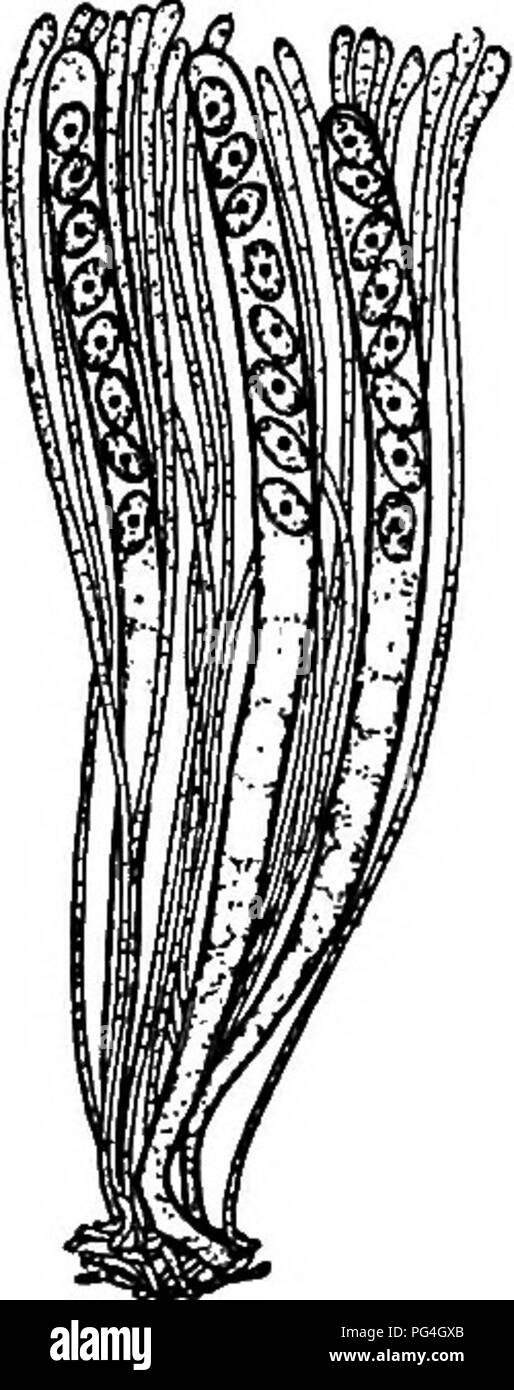 . The fungi which cause plant disease . Plant diseases; Fungi. ASCOMYCETES (p. 64) 2, 7, 19, 25, 46, S2, 53, 62 The distinguishing mark of this group is the ascus. This in its typical form is shown in Fig. 73, as a long, slender or club-shaped sac in which the spores are borne. The number of spores in the ascus is usually definite and is commonly of the series, 1, 2, 4, 8, 16, 32, 64, etc., the most common number being 8. The spores vary in size, color, shape, markings and septation. The asci in most genera are arranged in a definite group, a layer, con- stituting the hymenium which may be eit Stock Photo