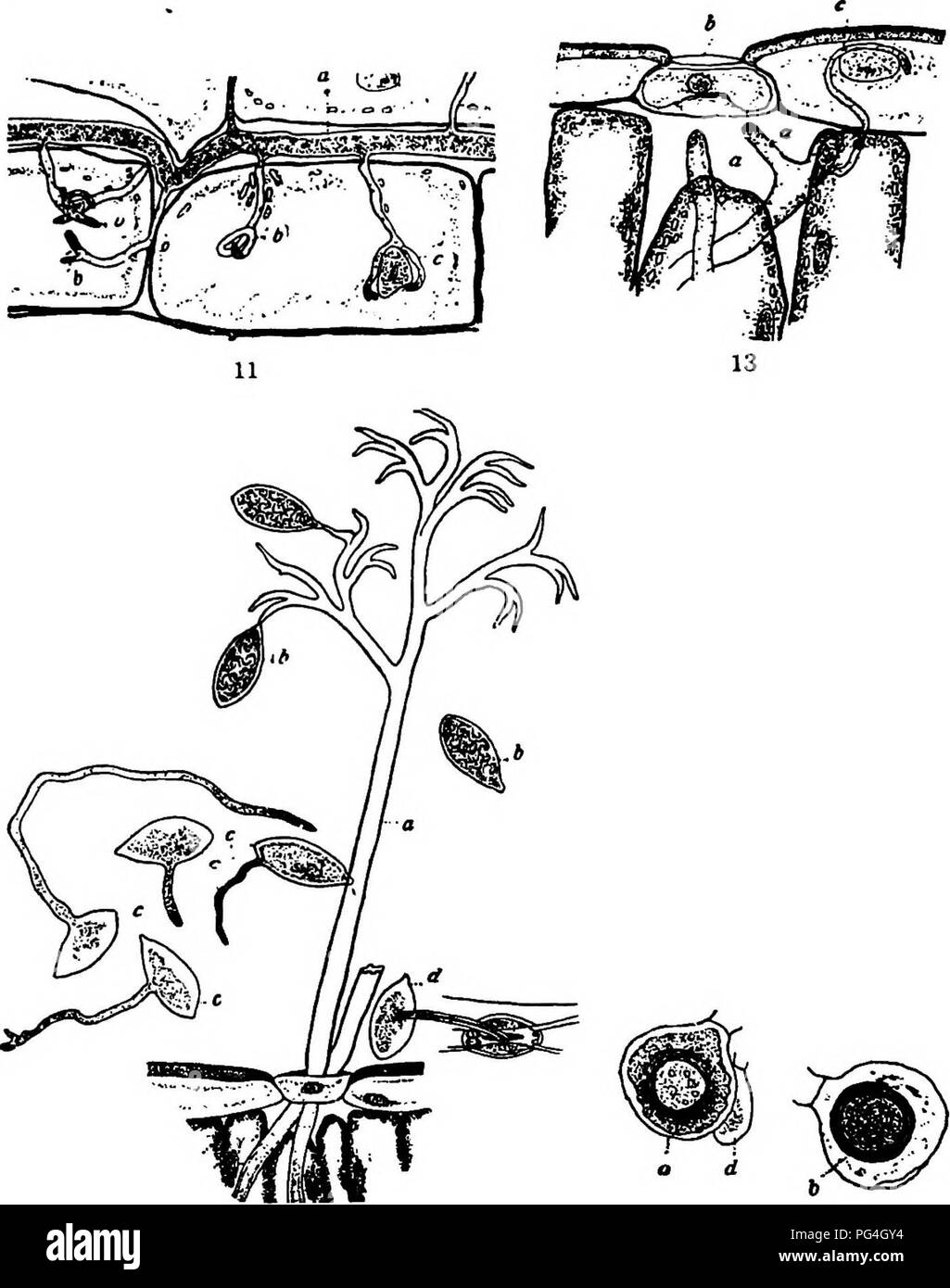 . The fungi which cause plant disease . Plant diseases; Fungi. 98 THE FUNGI WHICH CAUSE PLANT DISEASE. 14 15 Fio. 67.—^P. Bchlcideni. 11. Mycelial threads between the large conductive cells of the leaf; (a) the mycelial thread; (b, b) branched or coiled haustoria; (c) branched haustorium wrapped about the nucleus. 13. Young conidiophorcs, (a, a) turn- ing toward the stoma, (b); (c) haustorium wrapped about the nucleus of the epidermal cell. 14. Mature conidiophore (a) with mature conidia, (c, c); (d) germ tube of conidium entering stoma. 15. Oospores, (a) mature oospore with old antheridium, ( Stock Photo