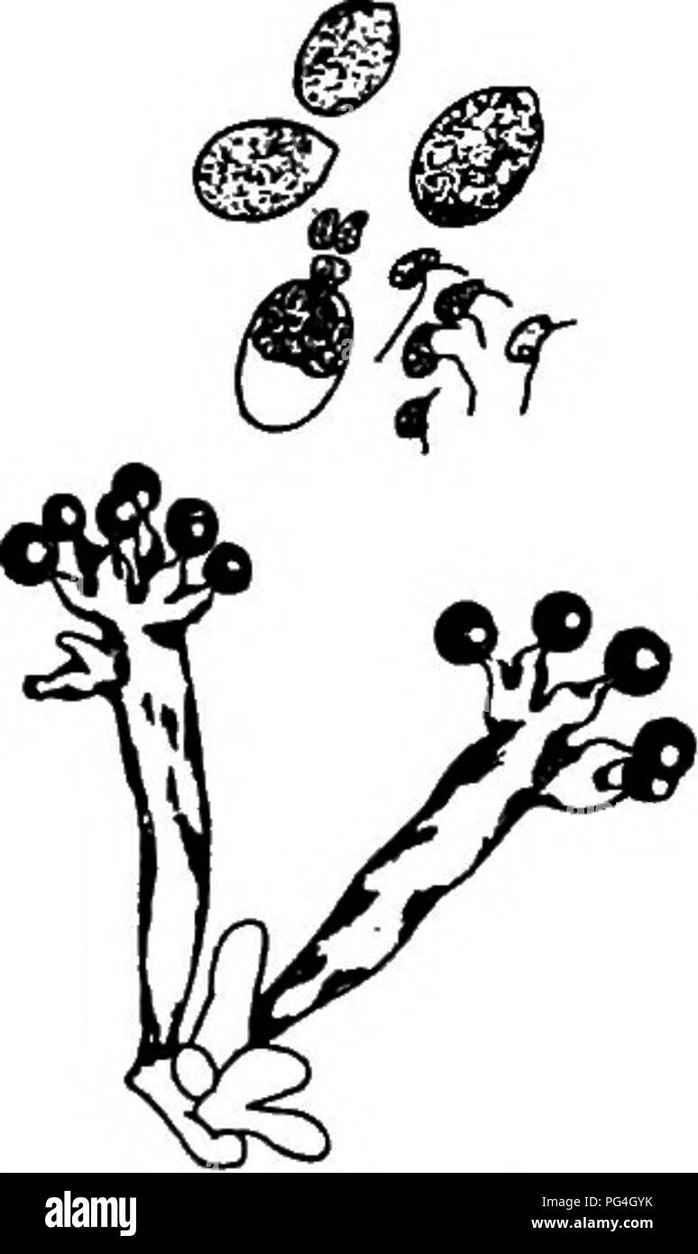 . The fungi which cause plant disease . Plant diseases; Fungi. 90 THE FUNGI WHICH CAUSE PLANT DISEASE S.graminicola (Sacc.) Schr.,^''' °' infects leaves and inflorescences, the oospores causing marked distortion of the latter and rapid disintegration of the former; conidiophores 100 x 10-12 n, conidia 20 X 15-18 im; oogonium wall thick, 4-12 fi, at maturitj' 30-60 fi in diameter, reddish-brown; oospore pale-brown, 26-36 /i. The conidial phase is not prominent, while the oospores by their disintegrating effect upon the leaves of the host, render the plants quite conspicuous and closely simulate Stock Photo