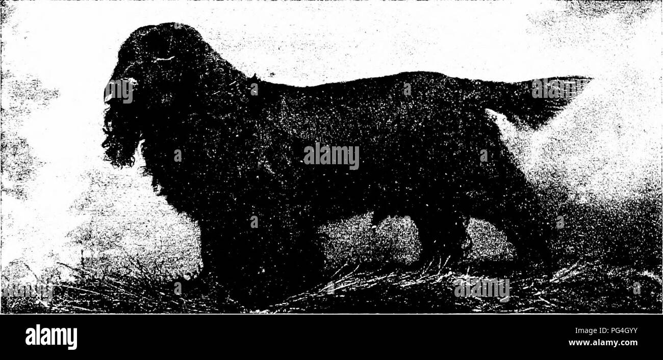 The dog book a popular history of the dog with practical