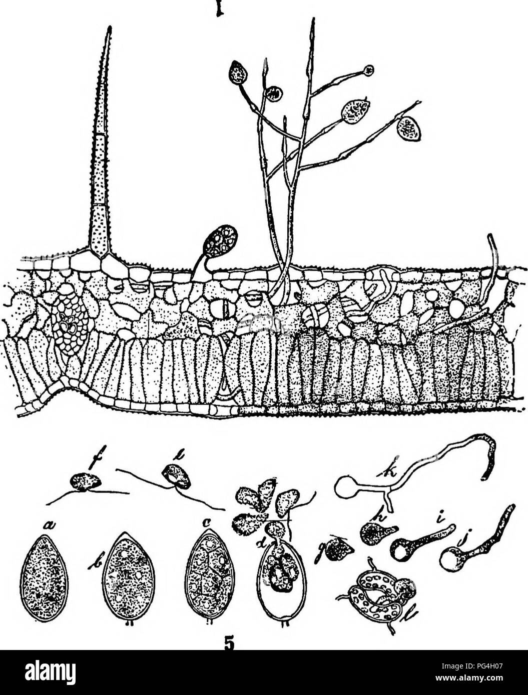 . The fungi which cause plant disease . Plant diseases; Fungi. THE FUNGI WHICH CAUSE PLANT DISEASE 87 oval, flattened biciliate zoospores which emerge from the conidia, swim about, come to rest, develop a wall, then produce a germ tube. Direct germination by a germ tube also occurs rarely. In-. FiG. 59.—P. infestans; 1, section showing conidiophores and conidia- formation; 5, germination of a conidia. After Scribner. fection is brought about by the germ tube, either by penetrating through stomata or directly through the epidermis. The walls and contents of parasitized cells are browned. When t Stock Photo