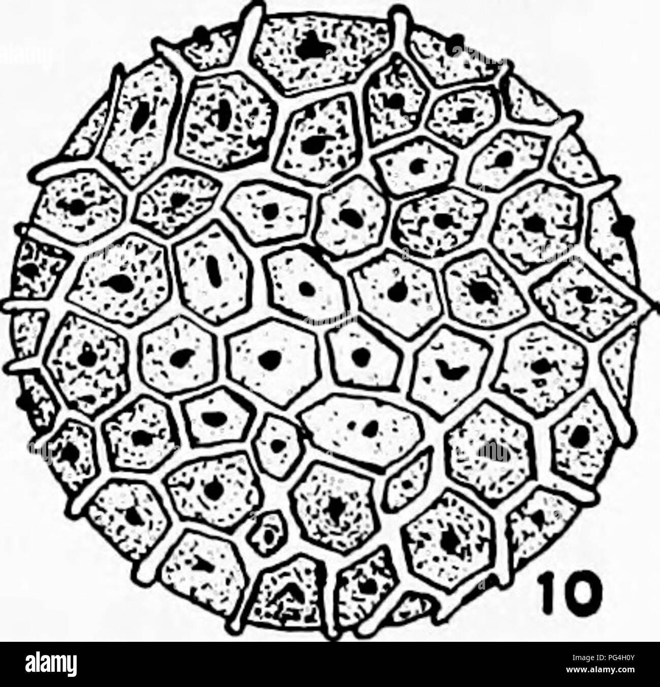 . The fungi which cause plant disease . Plant diseases; Fungi. Fig. 52.—Oospores of Albugo panduranae. 4. A. lepigoni. platensis. 9. A. occidentalis. 1. A. Candida. 2. A. tropica. 5. A. swertia;. 6. A. tragopogonis. 10. A. portulacae. After Wilson 3. A. ipomcesD- 7. A. bliti. 8. A. The conidia in germination usually produce several ovate zoospores with two unequal, lateral cilia. After a brief period of motility they became walled and produced germ tubes capable of mfectmg susceptible hosts. The oospores after a period of rest. Please note that these images are extracted from scanned page imag Stock Photo