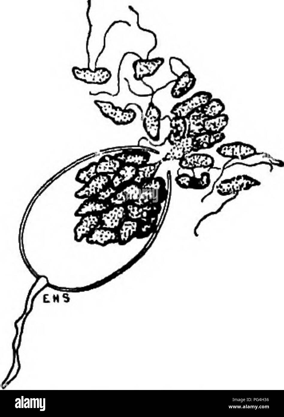 . The fungi which cause plant disease . Plant diseases; Fungi. THE FUNGI WHICH CAUSE PLANT DISEASE 77. Fig. 47.—^P. citriophora; de- velopment of swarmsporea from sporangia. After Smith and Smith. and the contents of the antheridium are carried over to the egg by a fertilizing tube. Members of the genus are aggressively parasitic only under most favorable environmental conditions of heat an(f moisture. Some sixteen species are known. P. de baryanum Hesse, is most com- mon''&quot;'' as the cause of &quot;Damping Off.&quot; Zoosporangia or &quot;conidia&quot; globose to eUiptic, usually papillat Stock Photo