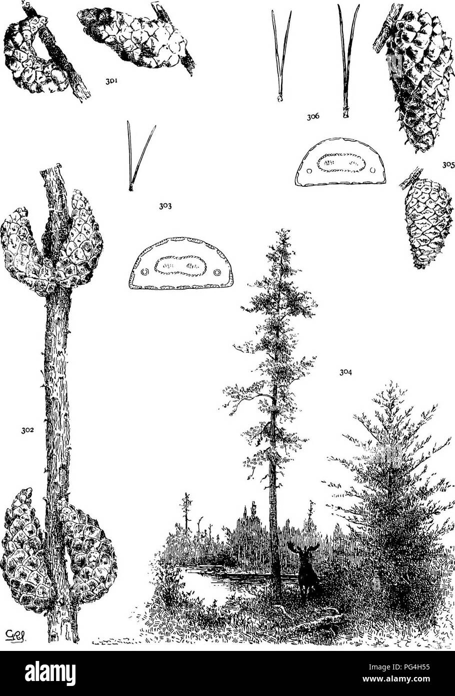 . The genus Pinus . Pine. PLATE XXXV. P. BANKSIANA (301-304). CONTORTA (305, 306). Please note that these images are extracted from scanned page images that may have been digitally enhanced for readability - coloration and appearance of these illustrations may not perfectly resemble the original work.. Shaw, George Russell, b. 1848. Cambridge : Riverside Press Stock Photo