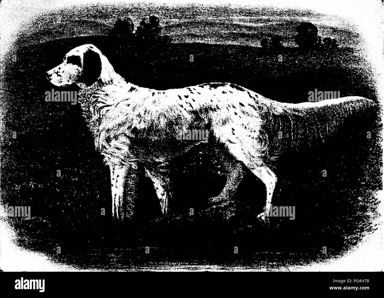 Laverack english setter sale