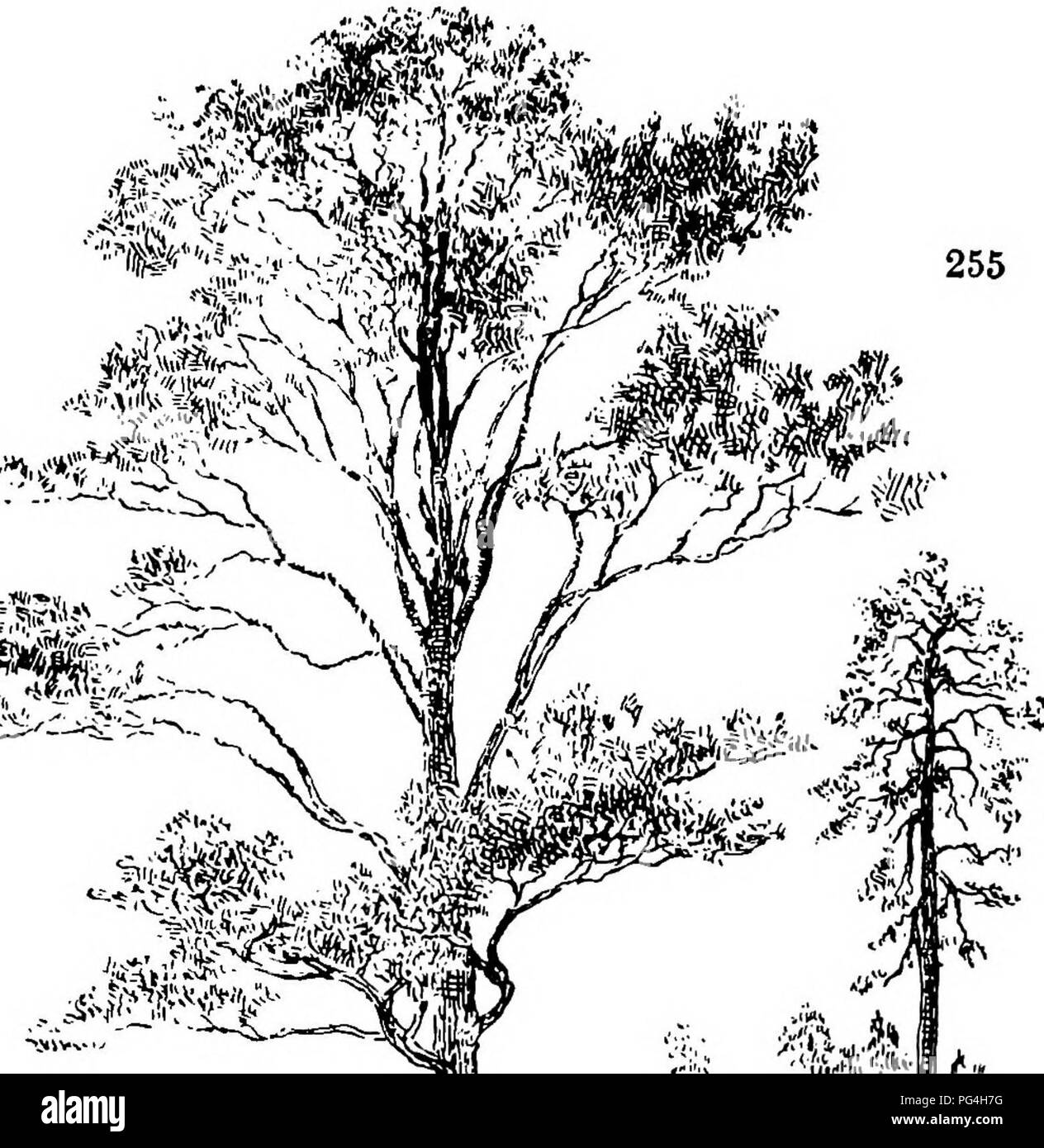 . The genus Pinus . Pine. 4:% -&quot; &gt;*. r~-'i^ PLATE XXIX. PINUS CARIBAEA. Please note that these images are extracted from scanned page images that may have been digitally enhanced for readability - coloration and appearance of these illustrations may not perfectly resemble the original work.. Shaw, George Russell, b. 1848. Cambridge : Riverside Press Stock Photo