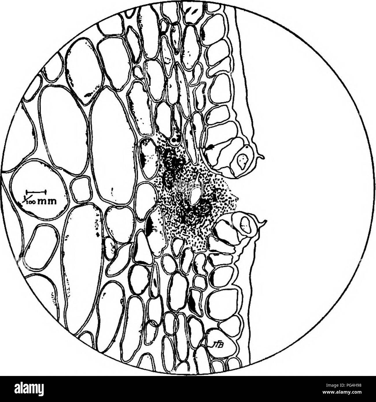 . The fungi which cause plant disease . Plant diseases; Fungi. 32 THE