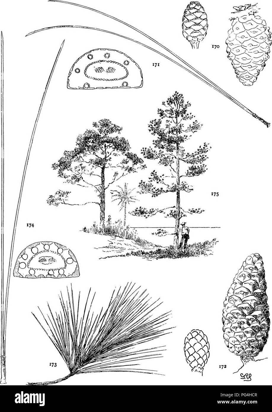 . The genus Pinus . Pine. PLATE XIX. P. RESINOSA (170, 171). TROPICAUS (17*-175). Please note that these images are extracted from scanned page images that may have been digitally enhanced for readability - coloration and appearance of these illustrations may not perfectly resemble the original work.. Shaw, George Russell, b. 1848. Cambridge : Riverside Press Stock Photo