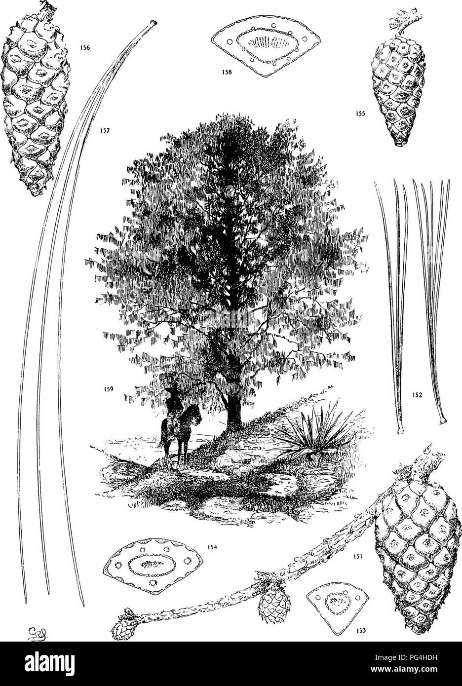 . The genus Pinus . Pine. PLATE XVI. P. LEIOPHYLLA (151-154), LUMHOLTZIl (155-159). Please note that these images are extracted from scanned page images that may have been digitally enhanced for readability - coloration and appearance of these illustrations may not perfectly resemble the original work.. Shaw, George Russell, b. 1848. Cambridge : Riverside Press Stock Photo