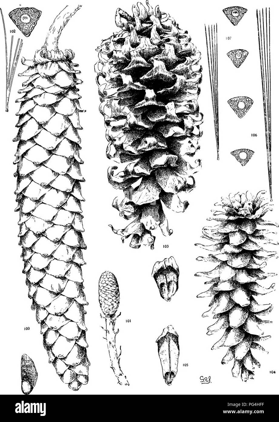 . The genus Pinus . Pine. PLATE X. P. LAMBERTIANA (100-102), AYACAHUITE (103-107). Please note that these images are extracted from scanned page images that may have been digitally enhanced for readability - coloration and appearance of these illustrations may not perfectly resemble the original work.. Shaw, George Russell, b. 1848. Cambridge : Riverside Press Stock Photo
