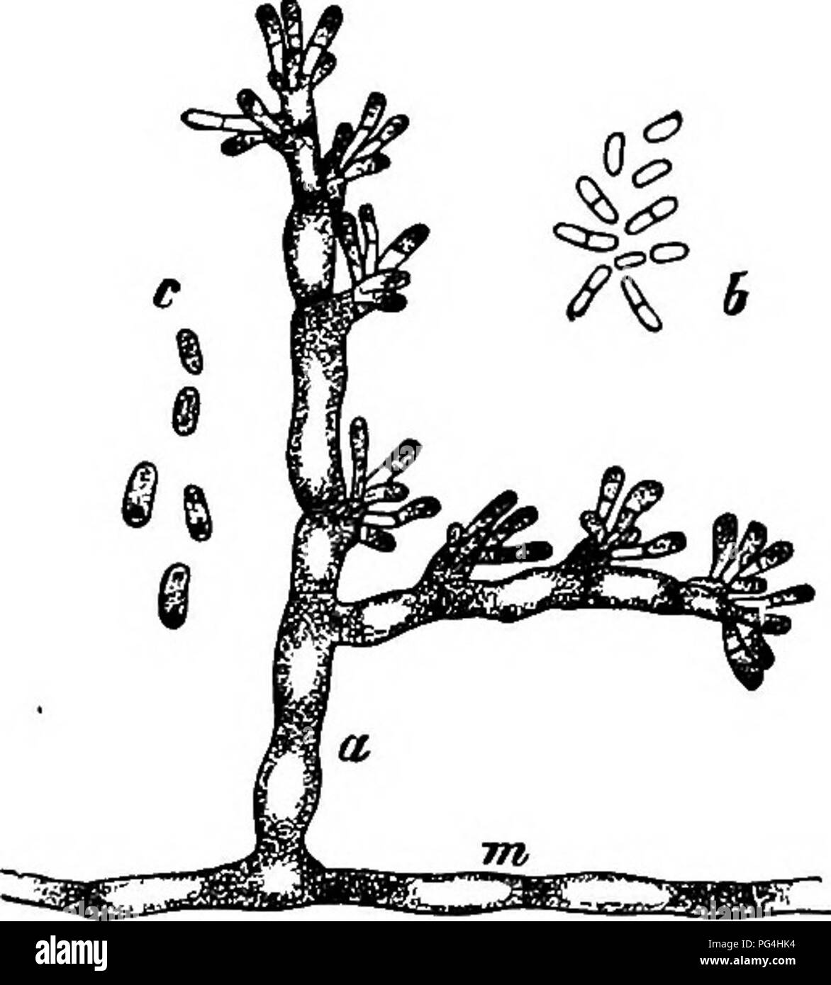 . Comparative morphology and biology of the fungi, mycetozoa and bacteria . Plant morphology; Fungi; Myxomycetes; Bacteriology. 33^ DIVISION II.—COURS£ OF DEVELOPMENT OF FUNGI. sides of hyphal branches, and are divided transversely into shorter rods before or after abscision (Fig. i6i). These small rods are very abundahtly and frequently pro- duced in some species, as for instance in Coprinus lagopus, but not in all the individuals which form basidia. In other species, as C. ephemeroides, they are few and rare; in C. stercorarius, as may be gathered from what has been said above, they do not o Stock Photo