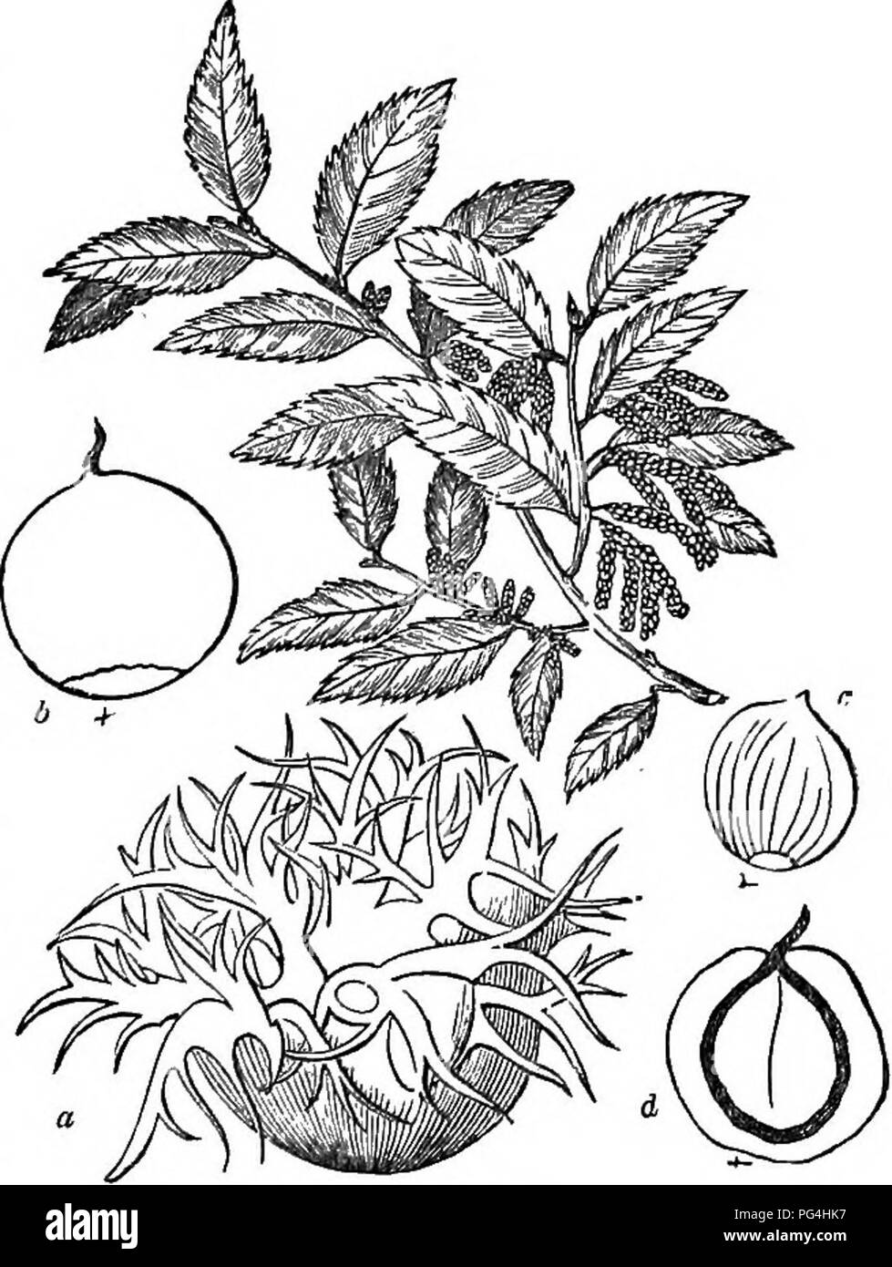. Trees and shrubs : an abridgment of the Arboretum et fruticetum britannicum : containing the hardy trees and schrubs of Britain, native and foreign, scientifically and popularly described : with their propagation, culture and uses and engravings of nearly all the species. Trees; Shrubs; Forests and forestry. 1727. C rostrkta. Identification. 1836. Sffnont/mes, C. americSna hilmilis WoTig. Amer. 1 wild Filbert, Amer. Engravings. Wang. Amer., 88. t. 29. f. 63.; and out Jig. 1728. Spec. Char., S^c. Leaves roundish, cordate, acuminate. Invo- lucre of the fruit roundish, campanulate, longer than  Stock Photo