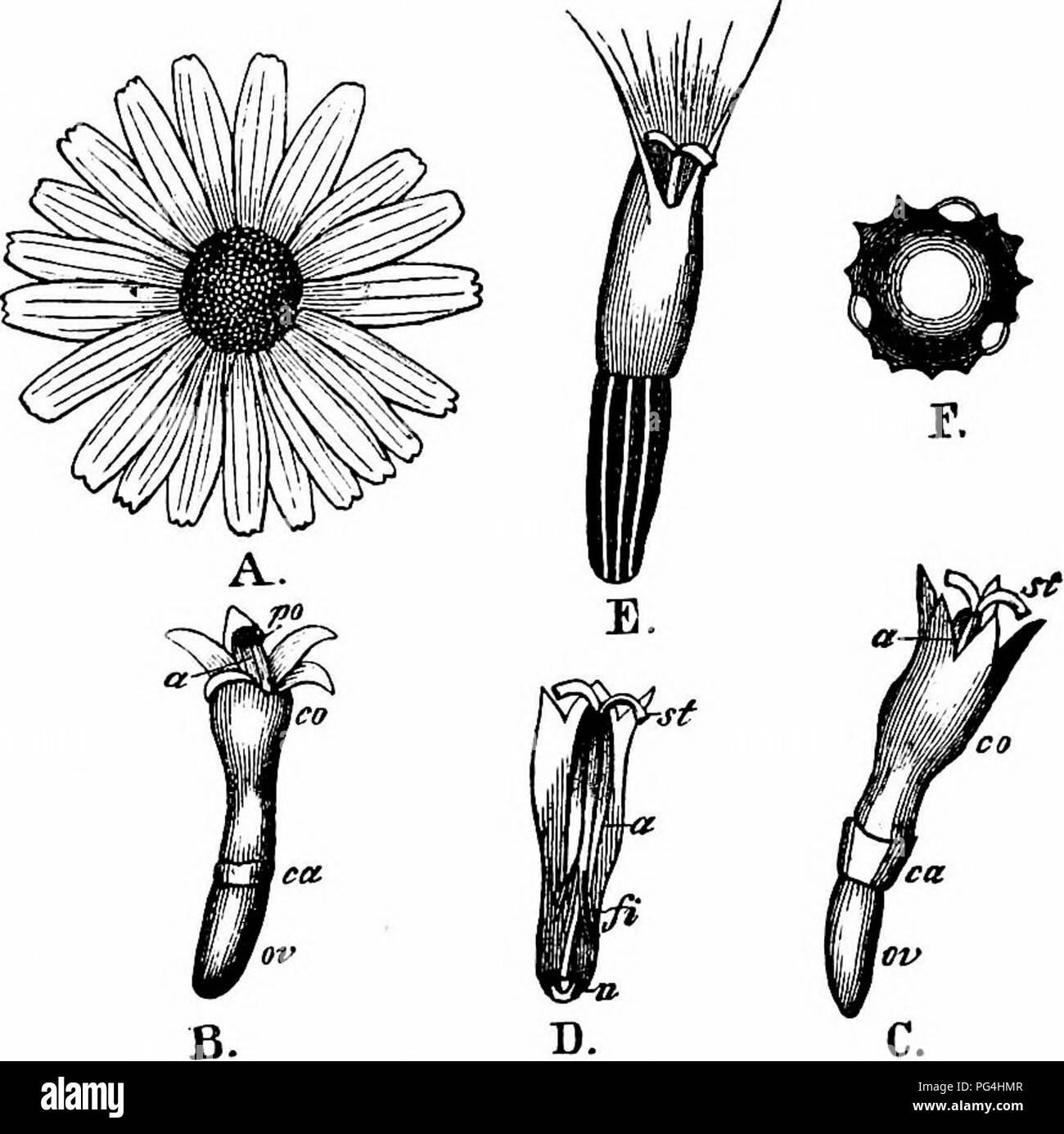 . Handbook of flower pollination : based upon Hermann Mu?ller's work 'The fertilisation of flowers by insects' . Fertilization of plants. COMPOSITAE 625 1476. T. atratum Sch. Bip. (=Chrysanthemum tAvaXamJacq., and C. coronopi- folium Vill.). (Herm. MuUer, 'Alpenblumen,' p. 432.)— The flower mechanism of this species agrees completely with that of the last one. Visitors.—Herm. Miiller observed 7 flies. 1477' T. macrophyllum Sch. Bip. (=Chrysanthemum macrophyllum Waldst. et Kit., and Pyre thrum macrophyllum Willi).— Visitors.—Loew observed the following in the Berlin Botanic Garden.— A. Coleopte Stock Photo