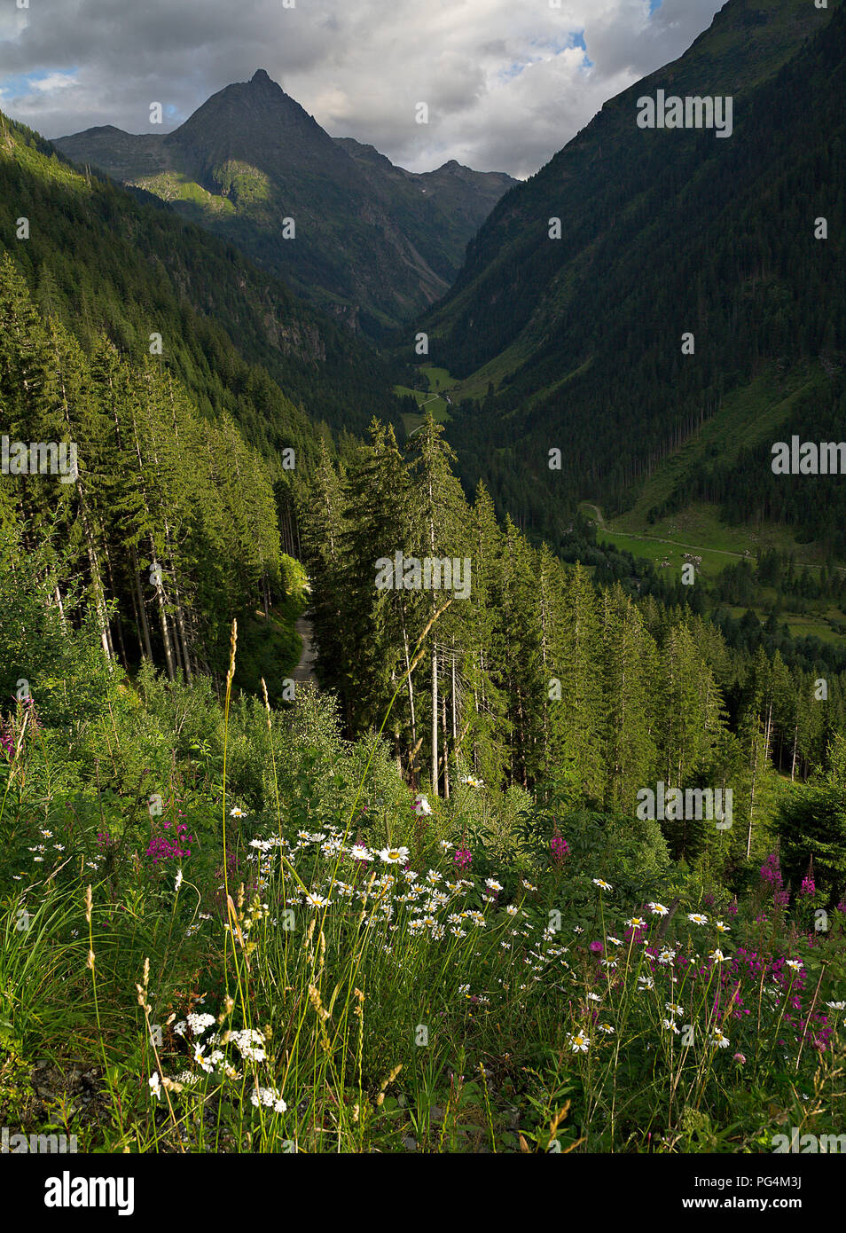 Mountains and meadow near Schladming, Austria on a summer's day Stock Photo