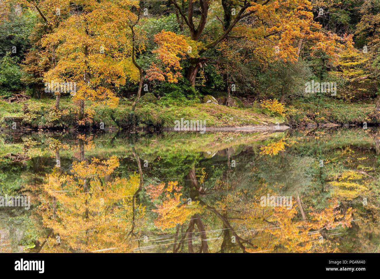 Autumn trees reflecting in the still waters of the river Conwy near Betws-y-Coed, North Wales, Stock Photo