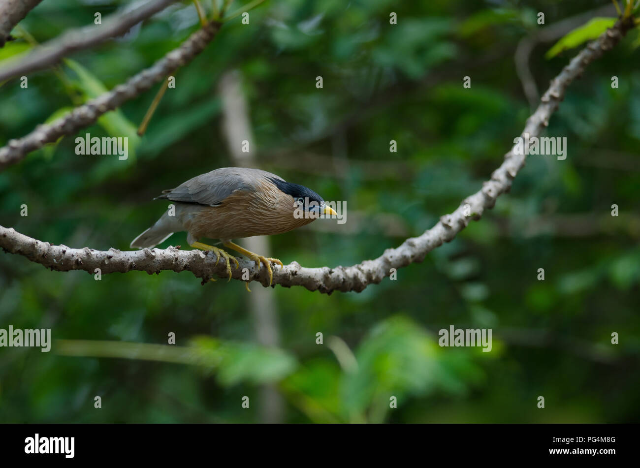 Brahminy Starling on tree in nature (Sturnus pagodarum) Stock Photo