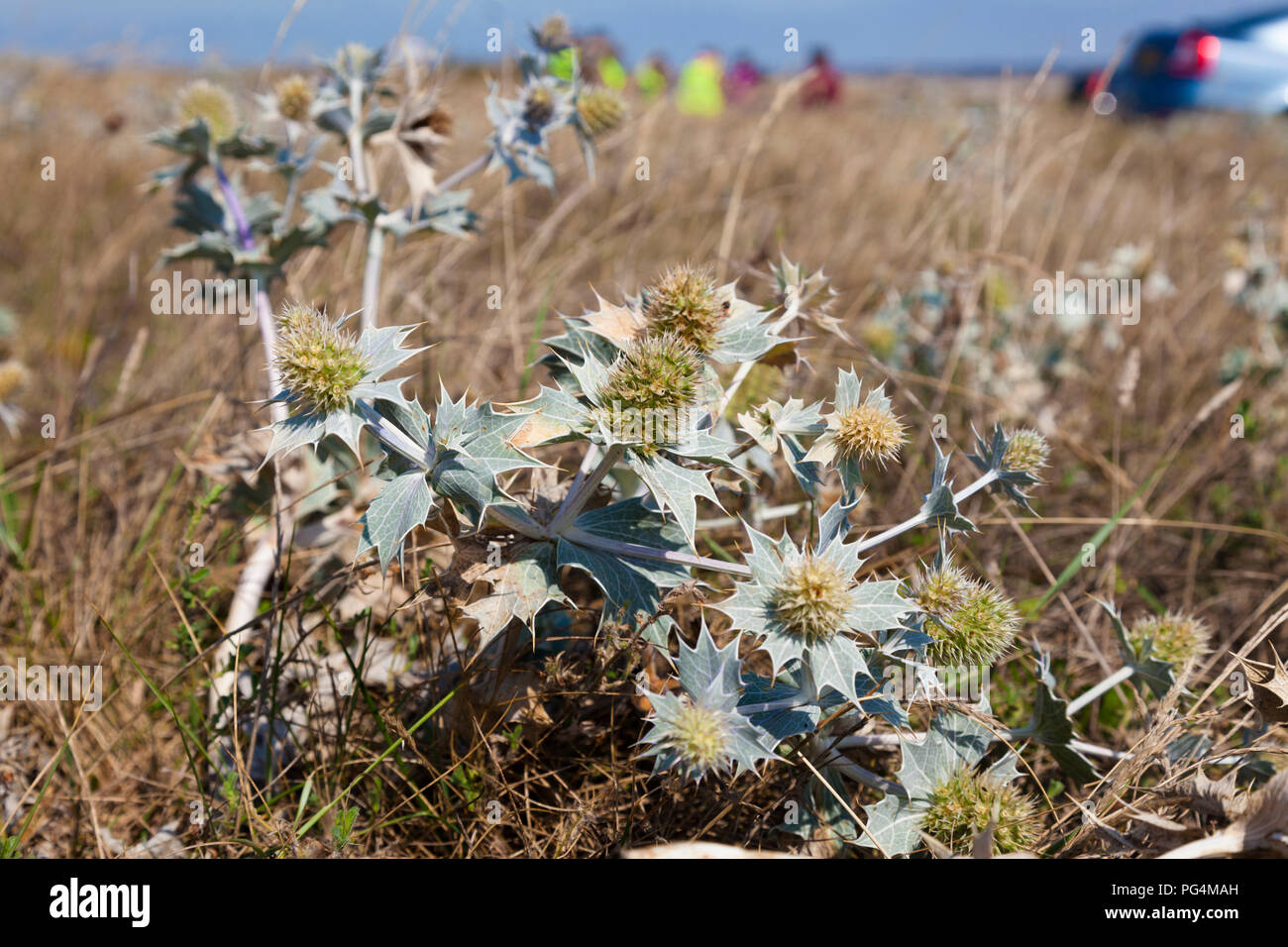 Sea Holly (Eryngium maritimum), top of beach, Sandwich Bay, Kent, UK. Stock Photo