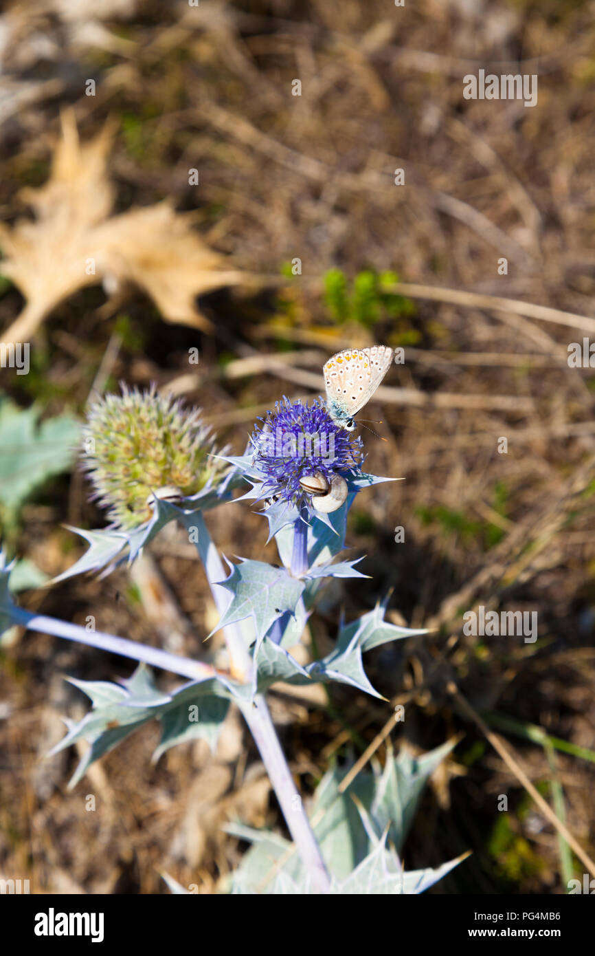 Sea Holly (Eryngium maritimum) with Common blue butterfly (Polyommatus Icarus) feeding on flower and banded snail (Cernuella ssp) on leaf, Kent, UK. Stock Photo