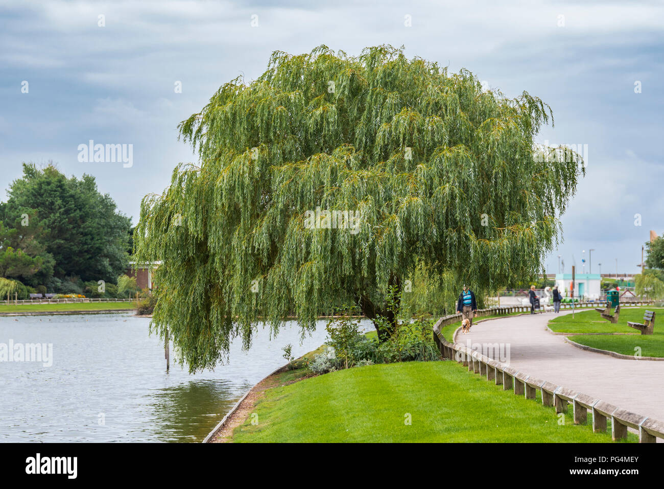 Weeping Willow tree (Salix babylonica) growing in Summer by the side of