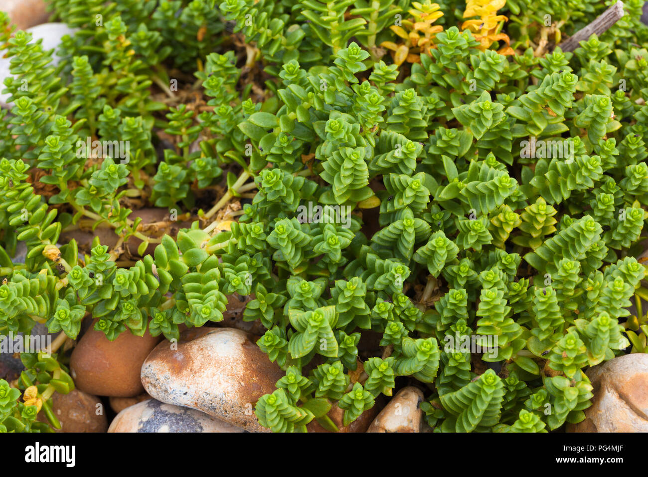 Sea sandwort (Honckenya peploides), a semi-salt tolerant plant at the top of a sedimentary beach, Sandwich Bay, Kent, UK. Stock Photo