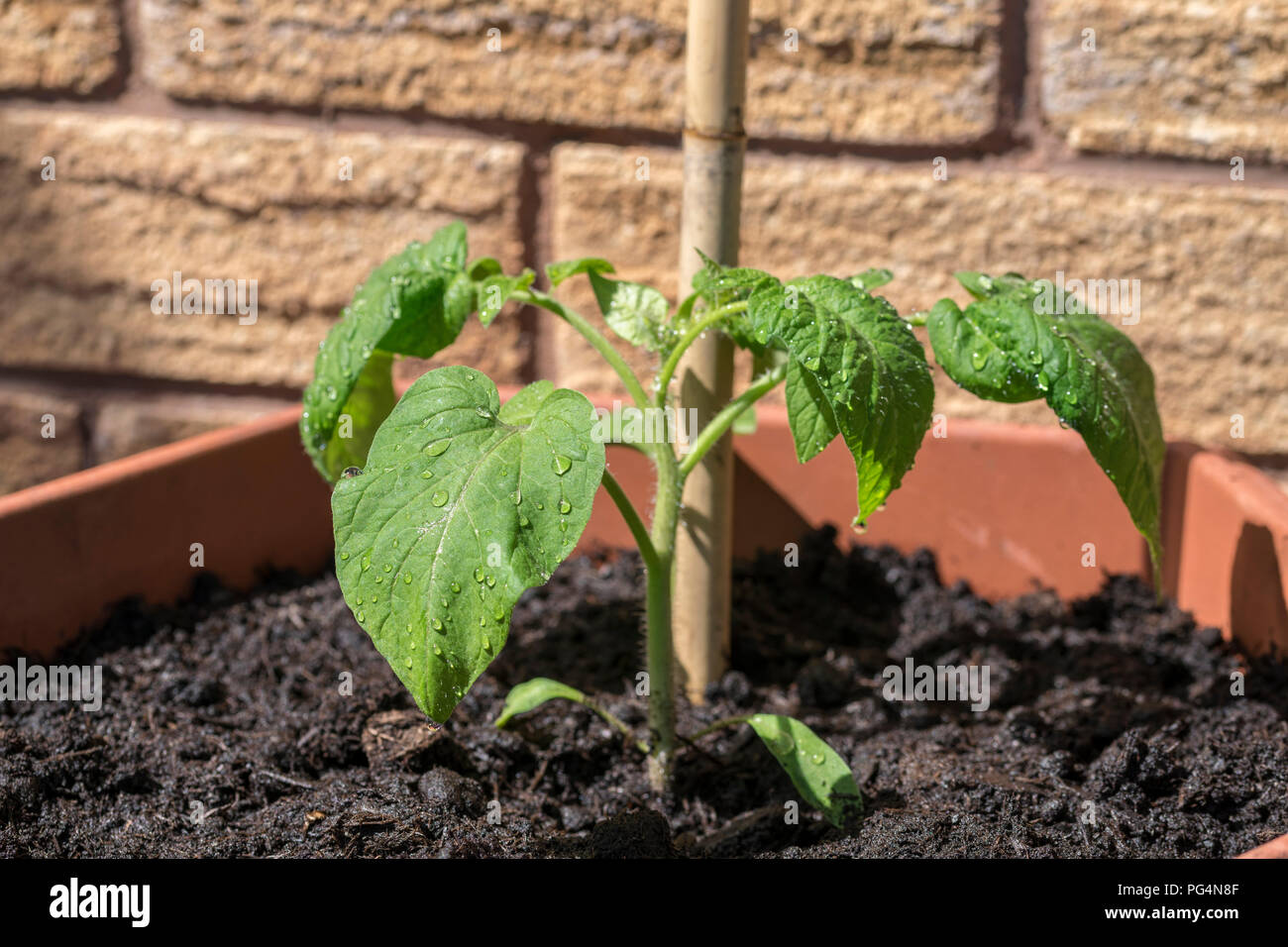 Tub plant hires stock photography and images Alamy