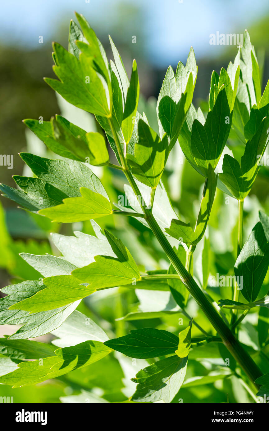 Lovage Levisticum Officinale Stock Photo Alamy