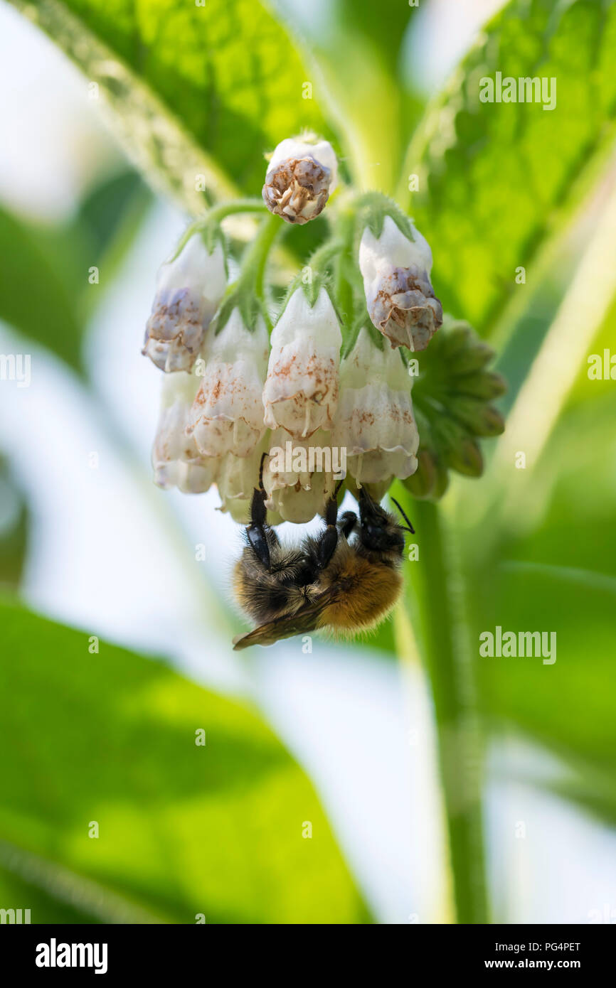 Common comfrey Symphytum officinale Stock Photo