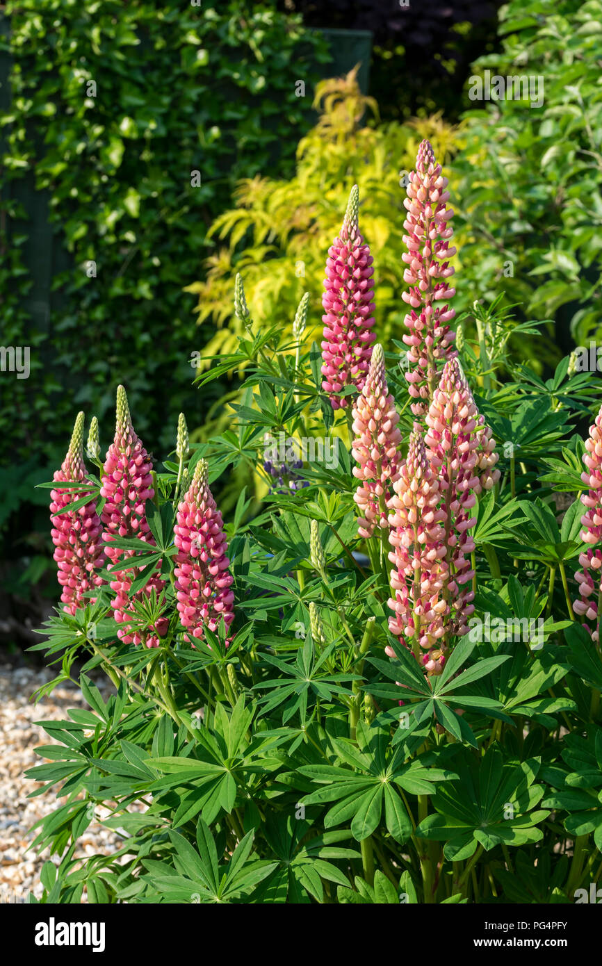 Lupin or Lupine growing in summer flower bed Stock Photo