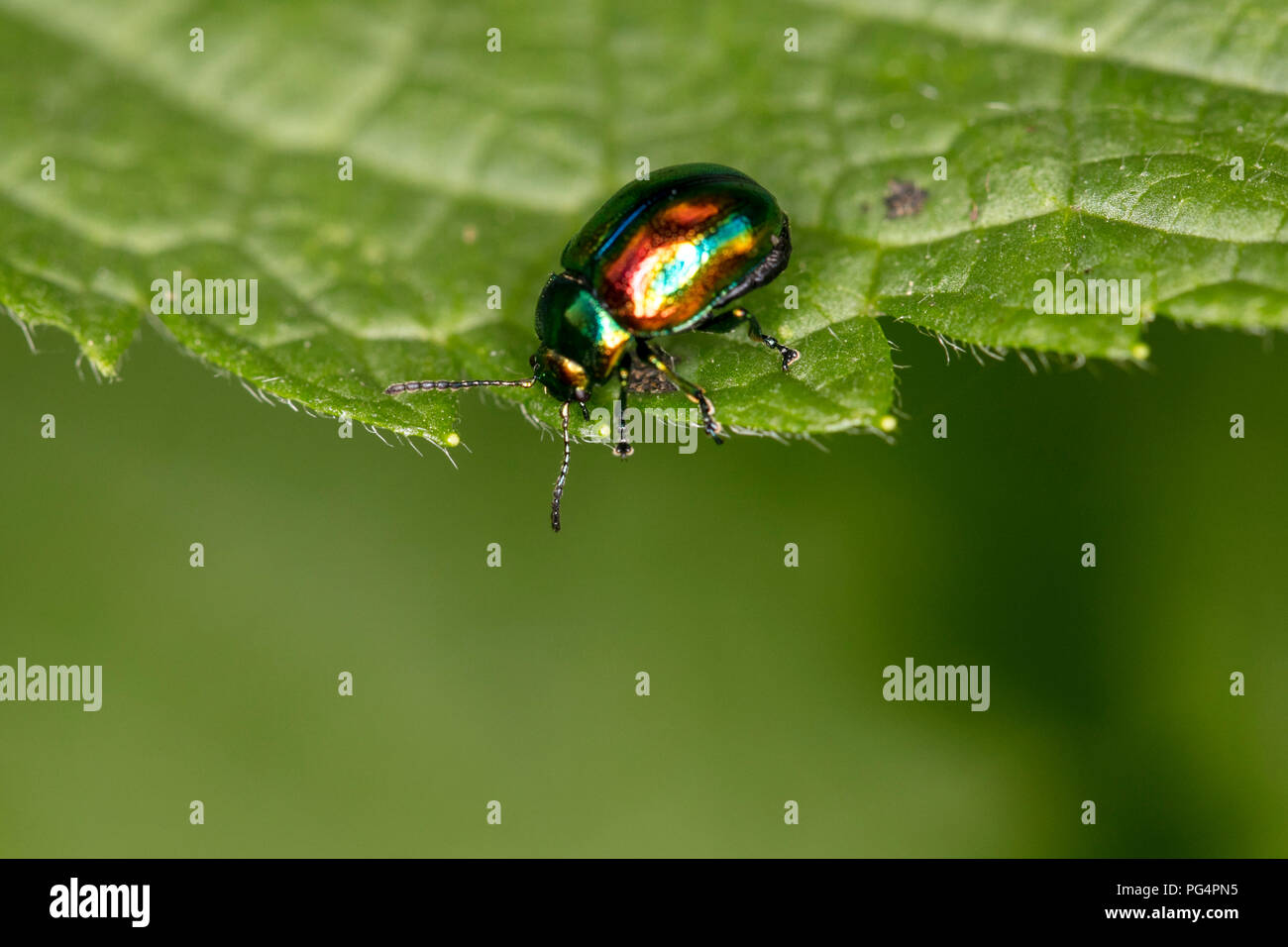 Chrysolina fastuosa, colorful beetle wanders on a green leaf, close up Stock Photo