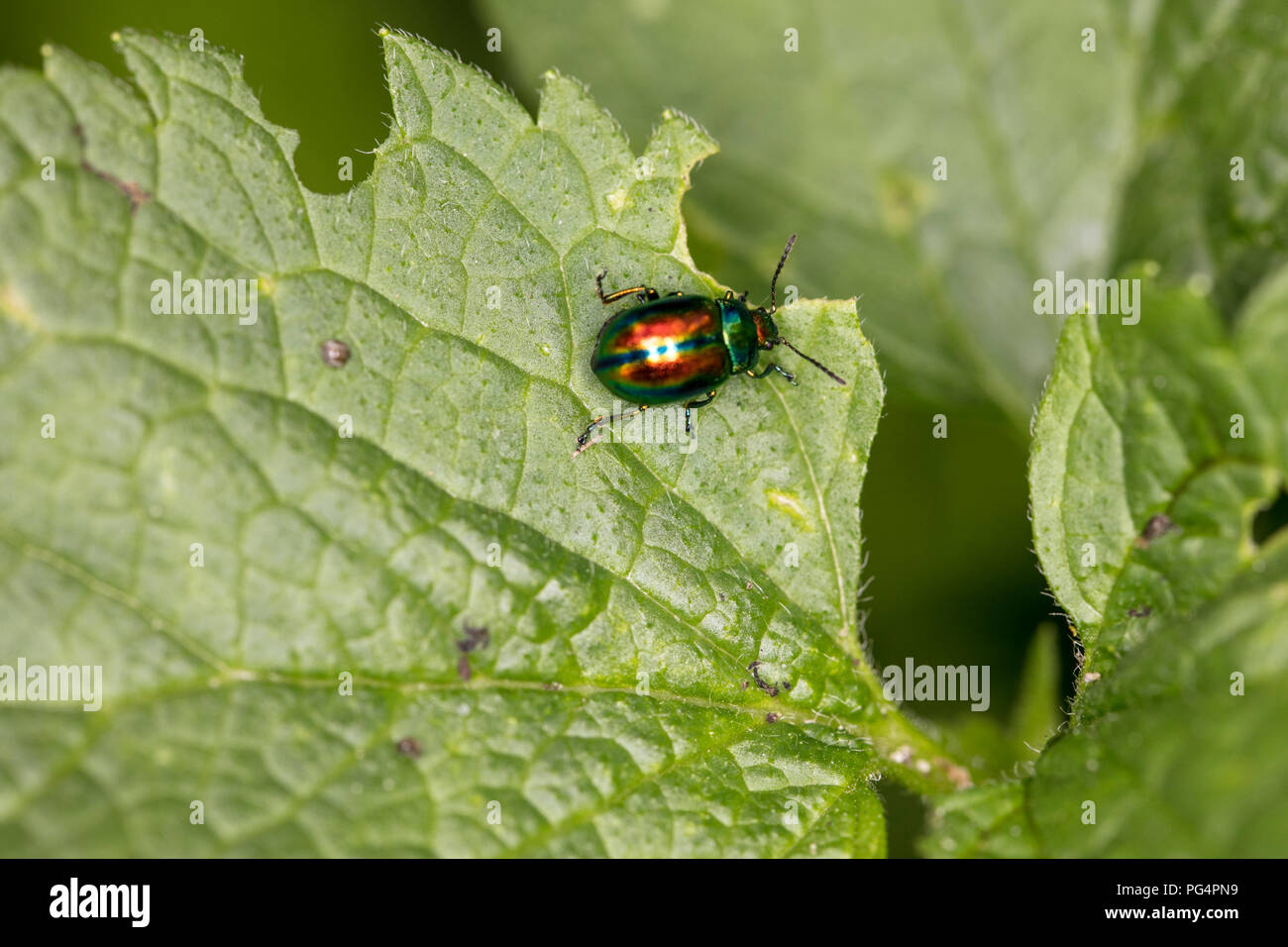 Chrysolina fastuosa, colorful beetle wanders on a green leaf, view from above Stock Photo