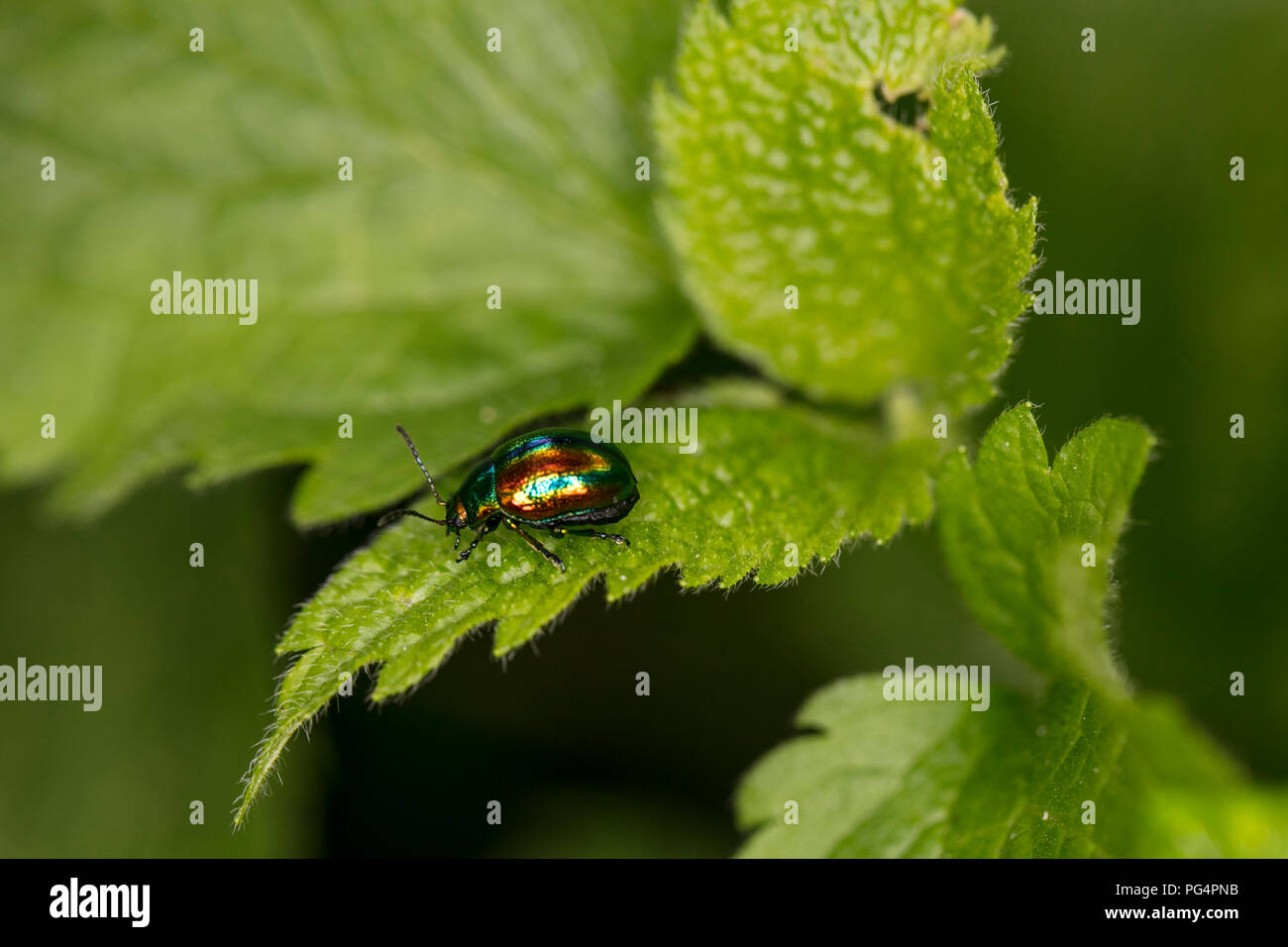 Chrysolina fastuosa, colorful beetle wanders on a green leaf Stock Photo