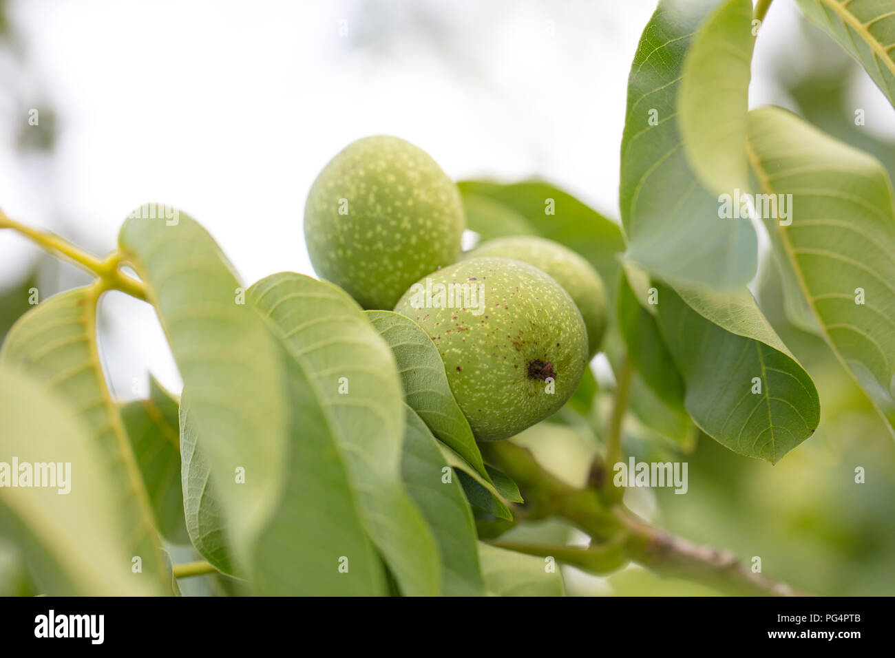 walnuts ripen in the sun Stock Photo