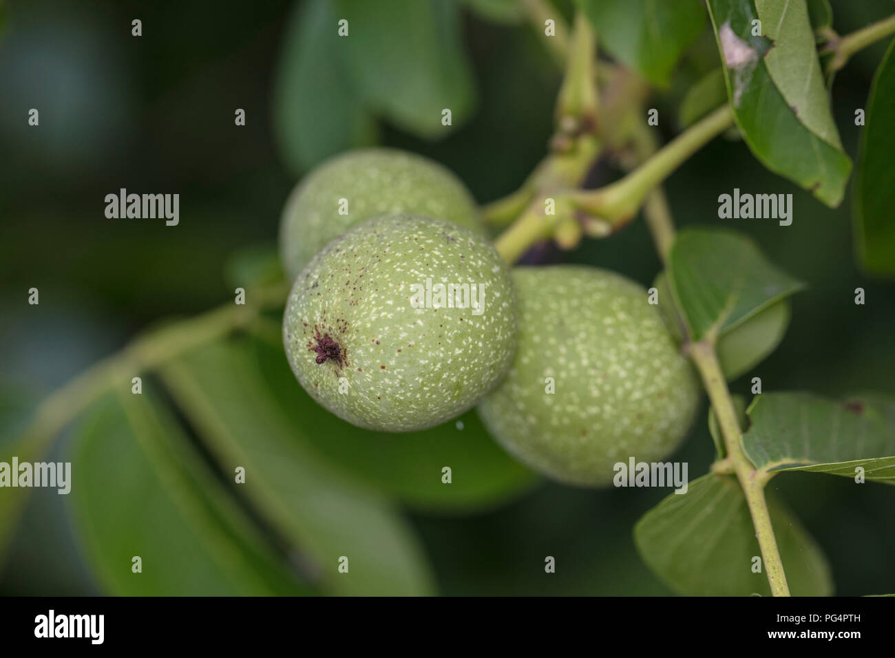 three walnuts grow on the tree Stock Photo