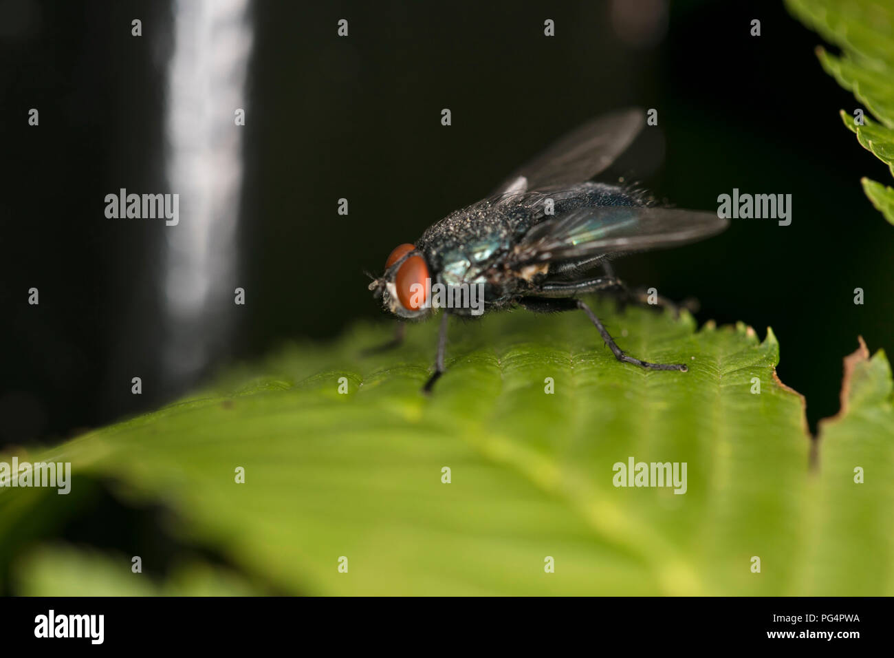 Calliphora Wings High Resolution Stock Photography and Images - Alamy