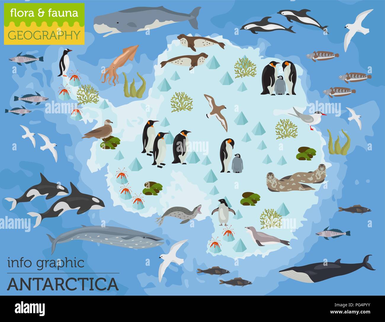 Antarctic, Antarctica,  flora and fauna map, flat elements. Animals, birds and sea life big set. Build your geography infographics collection. Vector  Stock Vector